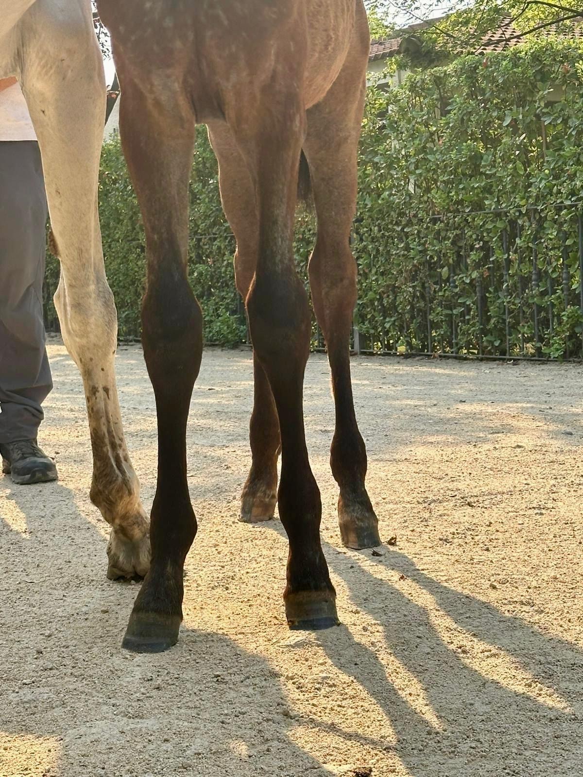 horse